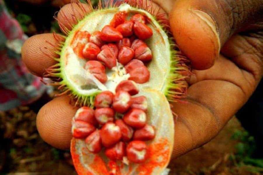 Zanzibar: Spice Tour, Stone Town tour & Prison Island - FAQ