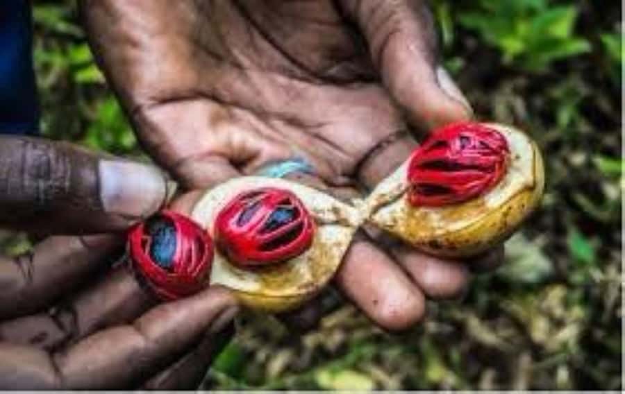 Zanzibar: Spice Tour & Stone Town Walking Tour - From tropical plants to Stone Town’s difficult past