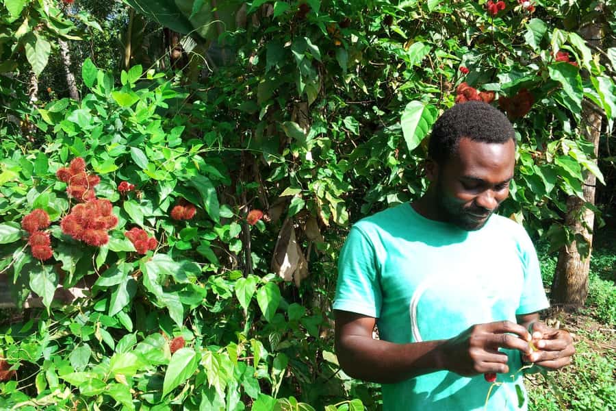 Zanzibar: Stone Town City Tour and Spice Farm with Lunch - Key points to know before booking