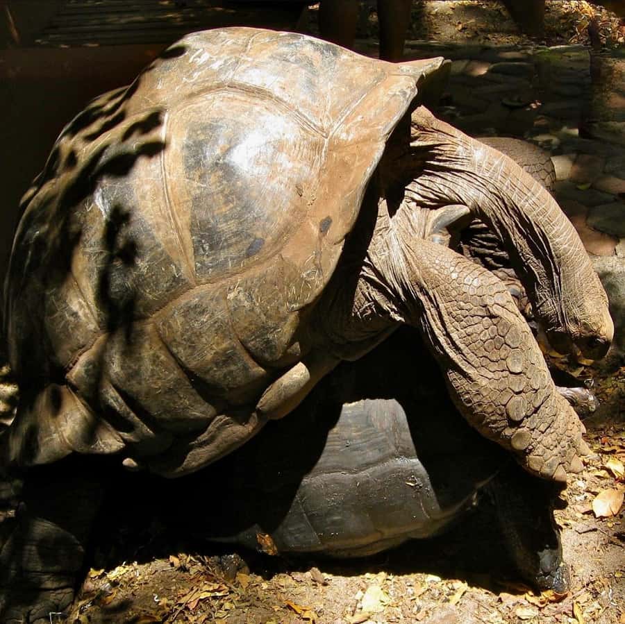 Zanzibar: Stone Town, Spice Tour, Prison Island with Lunch - Meeting the Aldabra giant tortoises