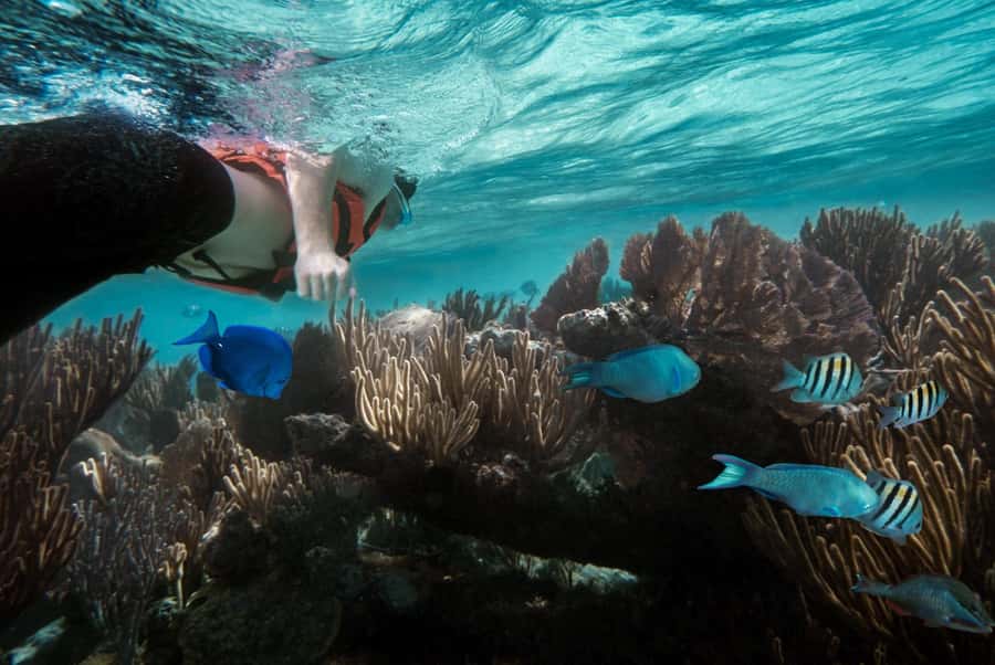 Zanzibar : Swim with dolphin + Snorkel mnemba coral Reef - Snorkeling around a private island you cannot visit