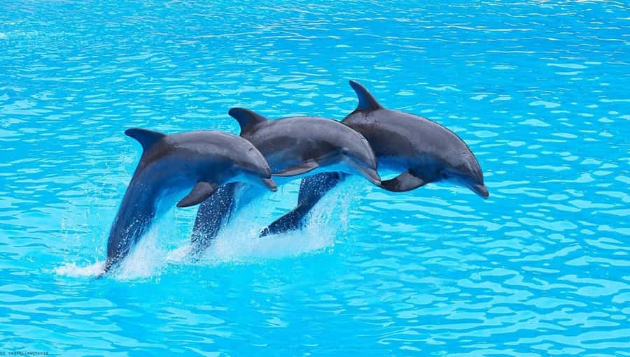 Zanzibar : Swim with dolphin + Snorkel mnemba coral Reef - Dolphins: possible, exciting, and ethically complicated