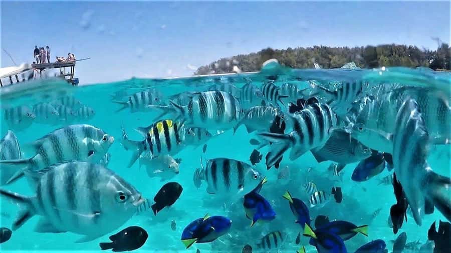 Zanzibar : Swim with dolphin + Snorkel mnemba coral Reef - Is $24 good value?