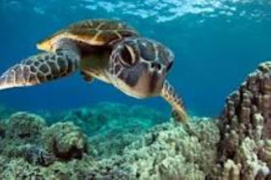 Zanzibar: Swim with Sea Turtles at Baraka or Salaam Aquarium - Two Aquariums, One Main Experience