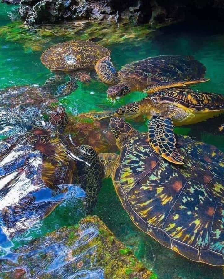 Zanzibar: Swim with Sea Turtles at Baraka or Salaam Aquarium - Meeting the Turtles in Their Lagoons