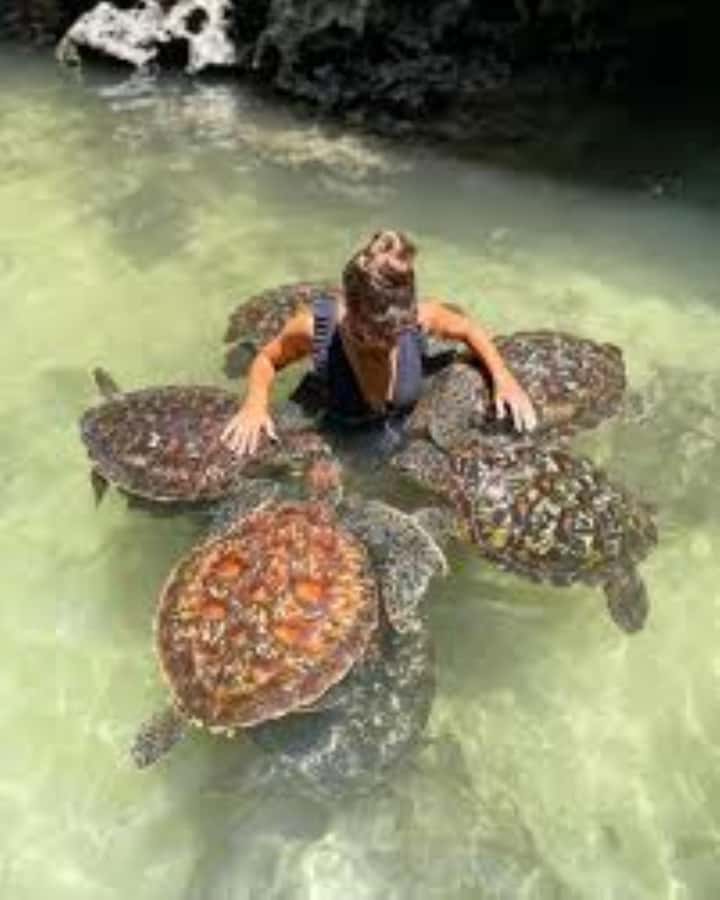 Zanzibar: Swim with Sea Turtles at Baraka or Salaam Aquarium - Photos, Videos, and the $10 Goggle Warning