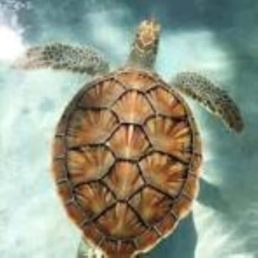 Zanzibar: Swim with Sea Turtles at Baraka or Salaam Aquarium - The Best Time to Go Is Early