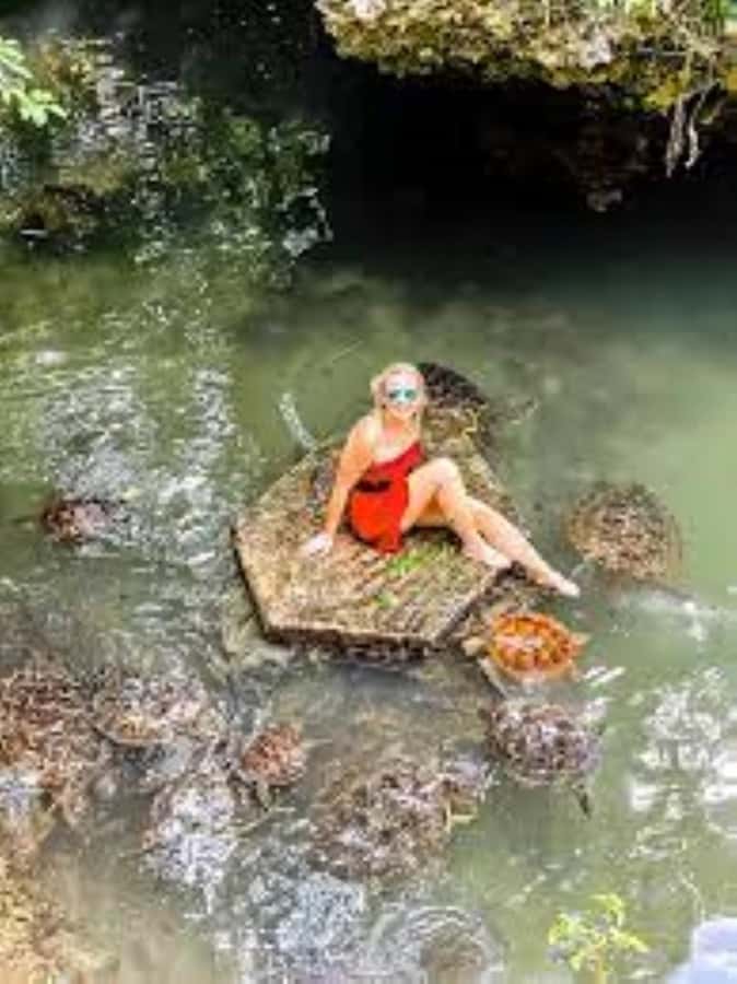 Zanzibar: Swim with Sea Turtles at Baraka or Salaam Aquarium - The Main Limitation: There Is Not Much Else to Do