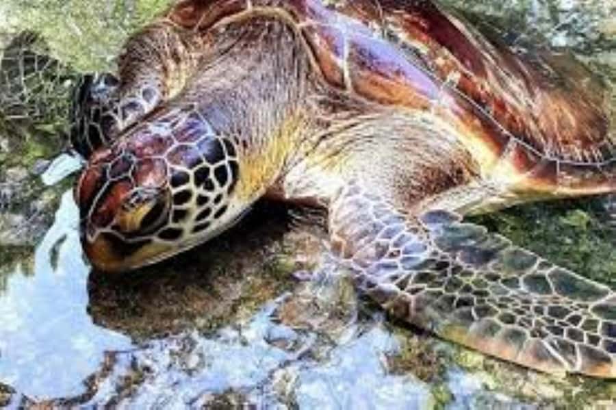 Zanzibar: Swim with Sea Turtles at Baraka or Salaam Aquarium - Who Will Enjoy This Most?