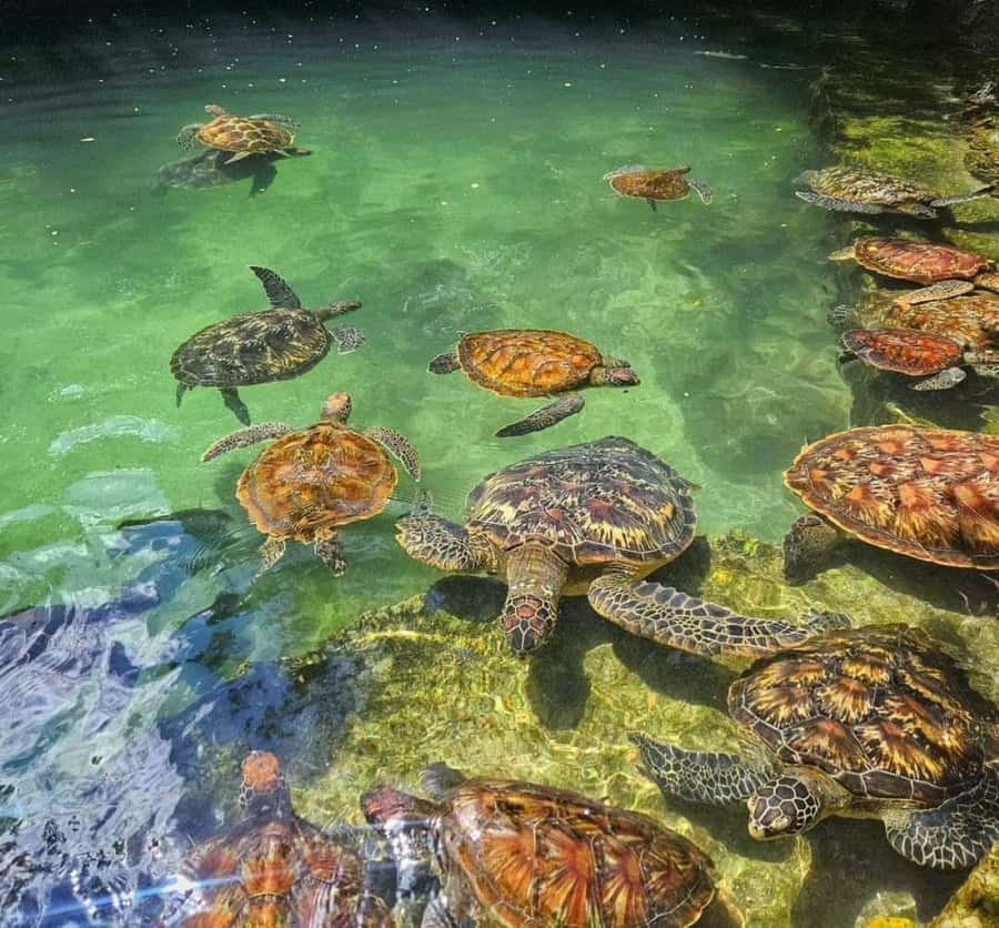 Zanzibar: Swim with Sea Turtles at Baraka or Salaam Aquarium - What Happens After Hotel Pickup