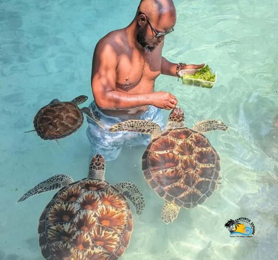 Zanzibar: Swimming with Turtles at Salaam Cave Aquarium - Should you book Salaam Cave Aquarium?