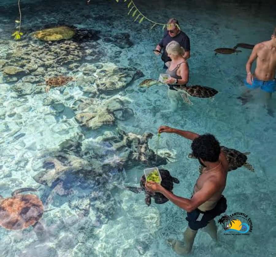 Zanzibar: Swimming with Turtles at Salaam Cave Aquarium - What the four-hour schedule really includes