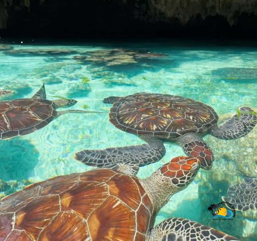 Zanzibar: Swimming with Turtles at Salaam Cave Aquarium - Conservation matters more than the photograph