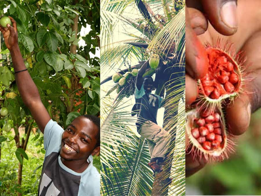 Zanzibar: The Swahili Spice Experience - Spice Tour + Culinary Journey - The price and what you actually receive