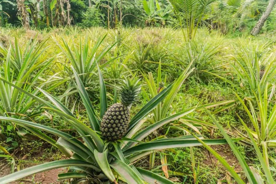 Zanzibar: Walking Spice Tours with Guide - Why Zanzibar is called the Spice Island