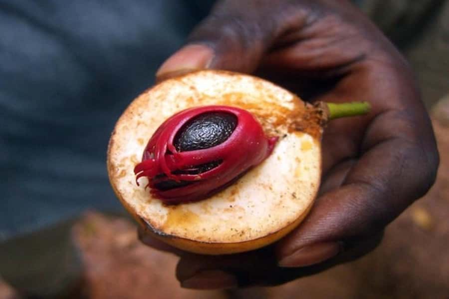 Zanzibar: Walking Spice Tours with Guide - Walking between Zanzibar’s spice plants